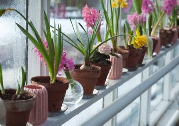 Ogród zimowy na balkonie – jak go urządzić?