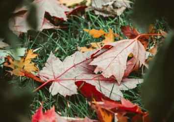Październik w ogrodzie - intensywna jesień w przydomowym terenie