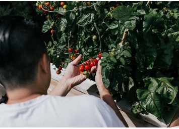 Pomidory na balkonie - urządzamy przydomowy ogródek
