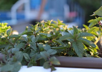 Rośliny na komary - jak urządzić przyjazny i bezpieczny balkon?